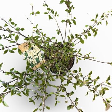 Viburnum plicatum 'Mariesii'