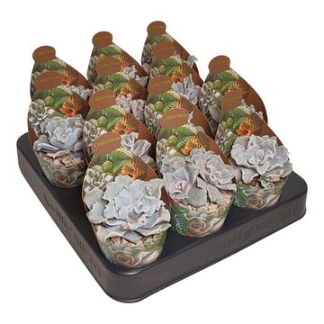 Echeveria 'Ballet Dancer'