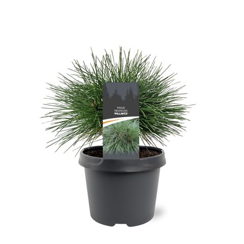 Pinus resinosa 'Pillnitz'