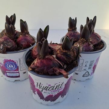 Hyacinthus orientalis 'Violetti Star'