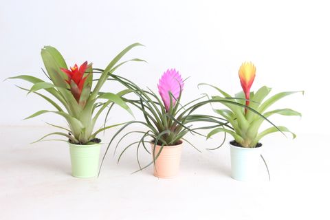 Bromelia MIX