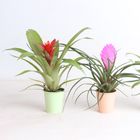 Bromelia MIX