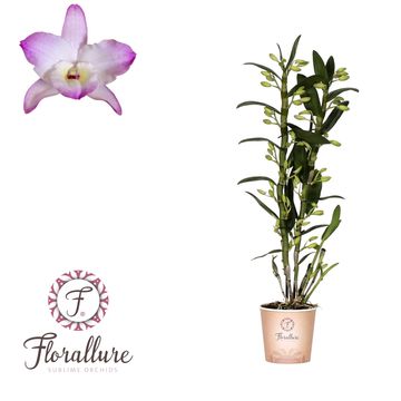 Dendrobium nobile CLASSIC KUMIKO