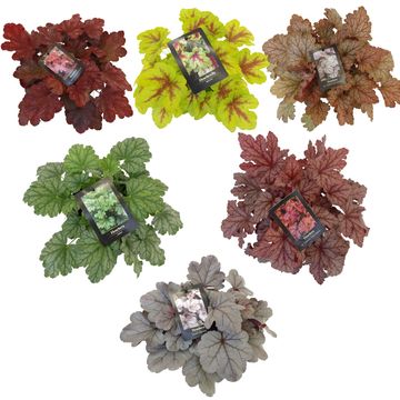 Heuchera 'Carnival Fall Festival'