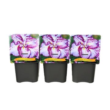 Iris ensata 'Harlequinesque'