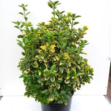 Euonymus japonicus 'Aureus'