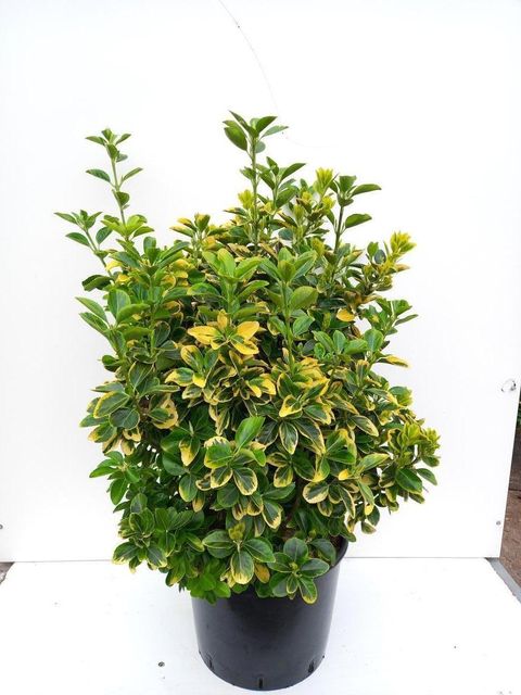 Euonymus japonicus 'Ауреус'