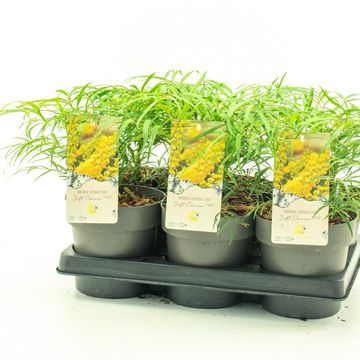 Mahonia eurybracteata 'Soft Caress'