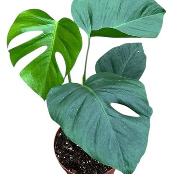 Monstera deliciosa 'Sierrana'