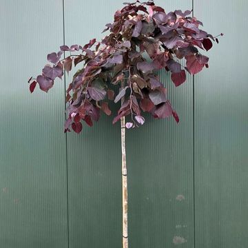 Cercis canadensis 'Ruby Falls'