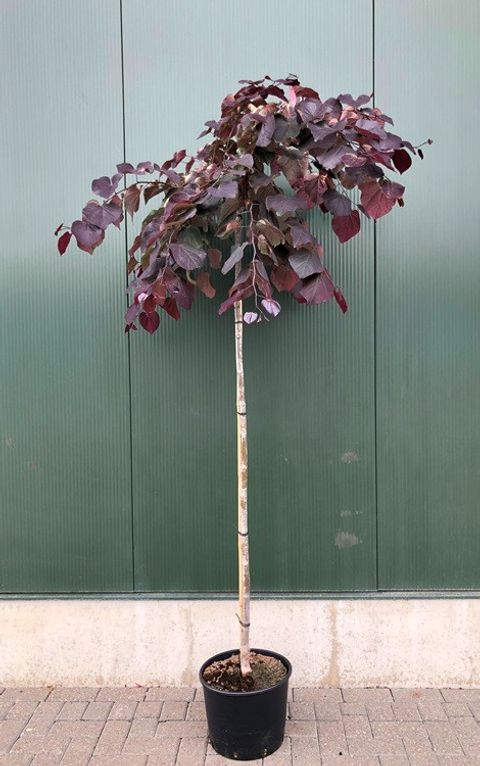 Cercis canadensis 'Ruby Falls'