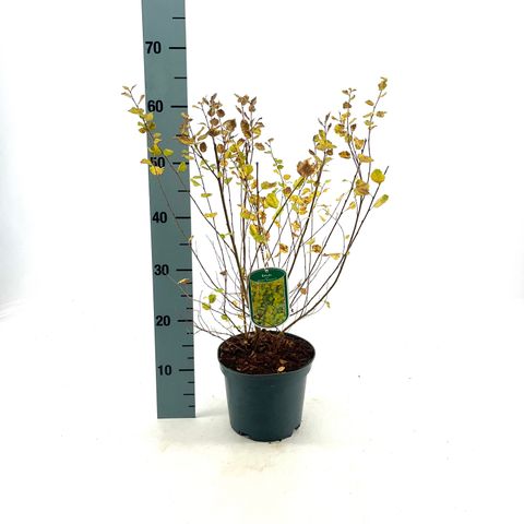 Betula nana 'Golden Treasure'