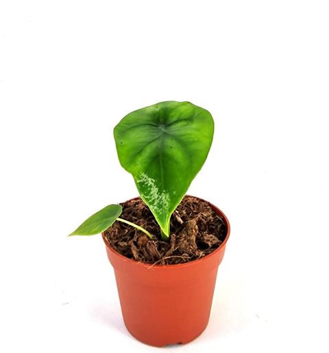 Alocasia clypeolata 'Green Shield'