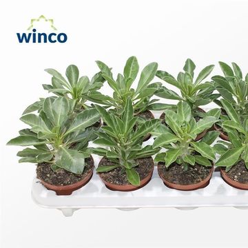 Pachypodium saundersii