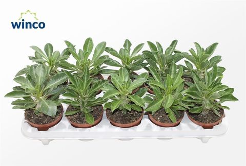 Pachypodium saundersii