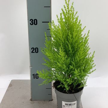 Cupressus macrocarpa 'Goldcrest Wilma'