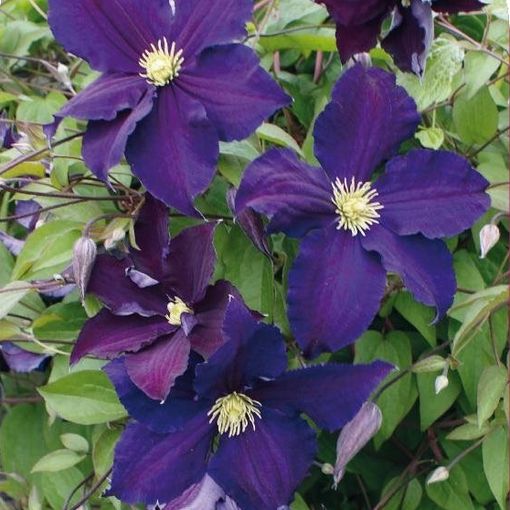 Clematis 'Viola' (LL)