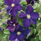 Clematis 'Viola' (LL)