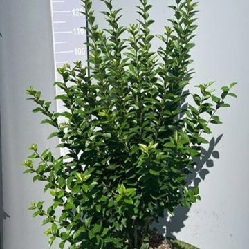 Ligustrum ovalifolium