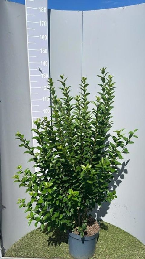 Ligustrum ovalifolium