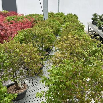 Acer palmatum 'Kiyohime'