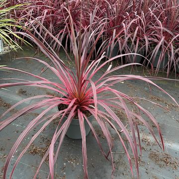 Cordyline 'Salsa'