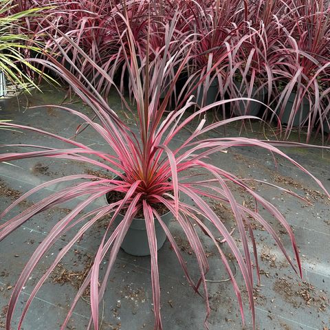 Cordyline 'Salsa'