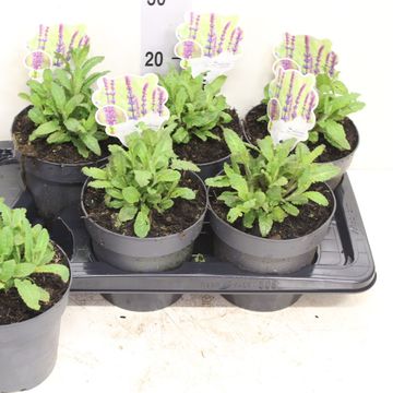 Salvia nemorosa 'Caradonna'