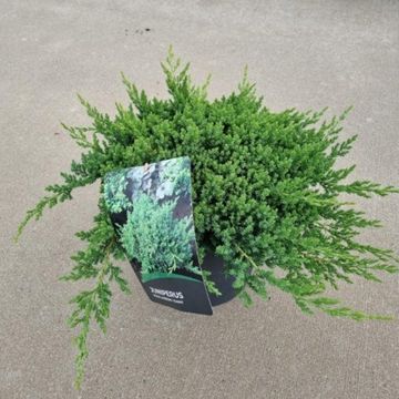 Juniperus procumbens 'Nana'
