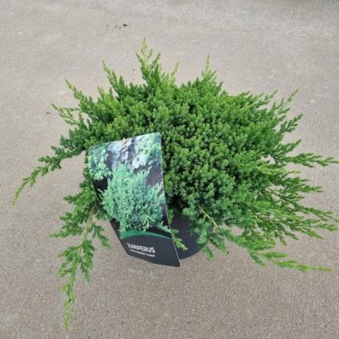Juniperus procumbens 'Nana'