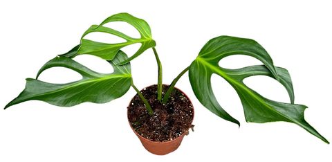 Monstera 'Burle Marx Flame'