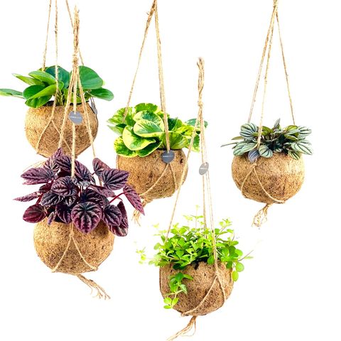 Houseplants MIX