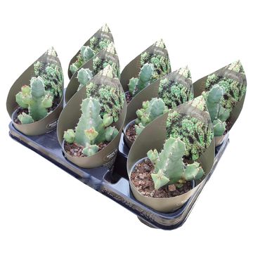 Euphorbia resinifera