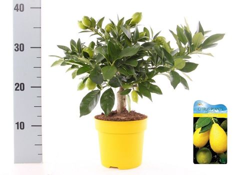 Citrus x floridana 'Livia'