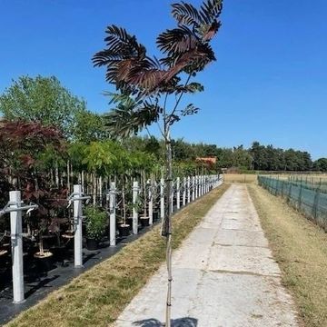 Albizia julibrissin 'Evey's Pride'