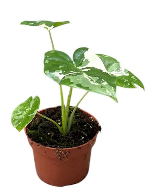 Alocasia macrorrhizos 'Variegata'