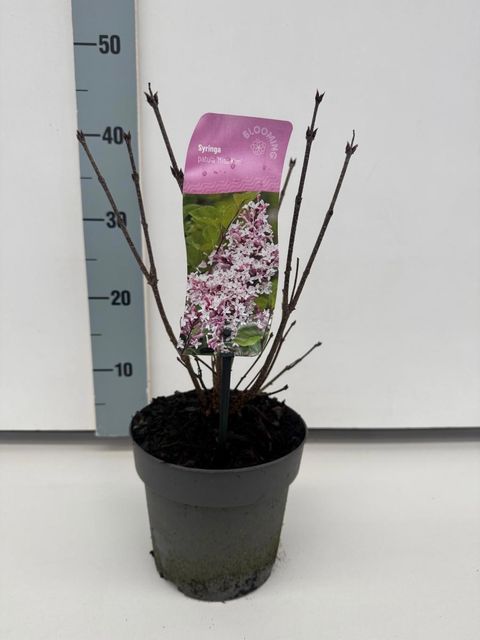 Syringa patula 'Miss Kim'