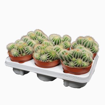 Notocactus magnificus