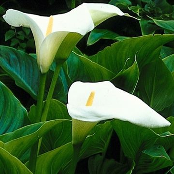 Zantedeschia aethiopica
