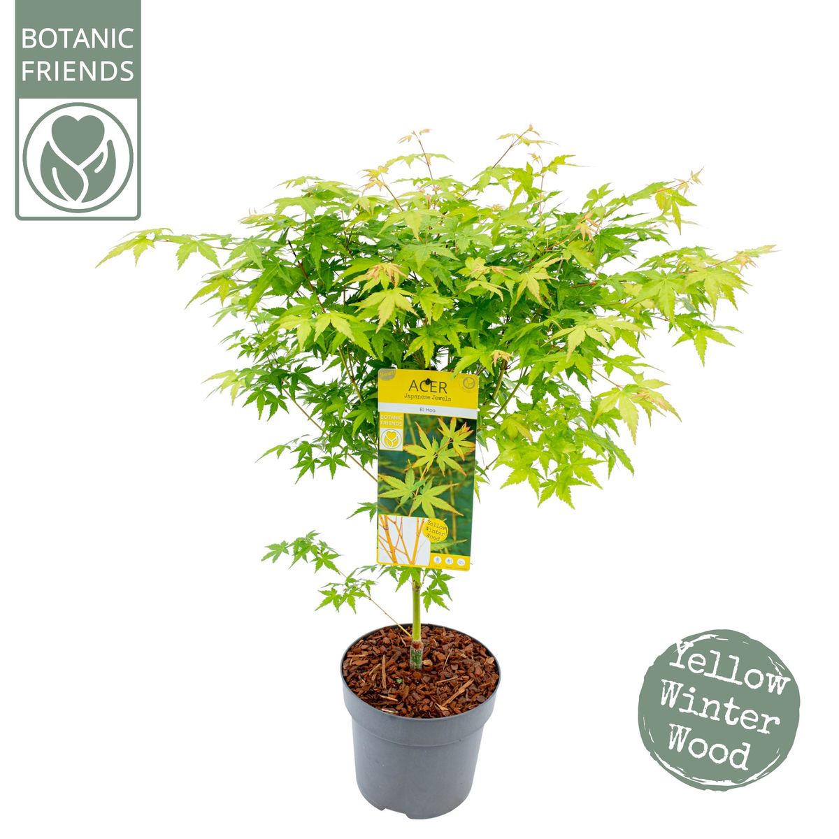 Acer palmatum 'Bi-hoo' — Groothandel in planten FlorAccess