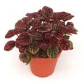 Peperomia caperata 'Red Luna'