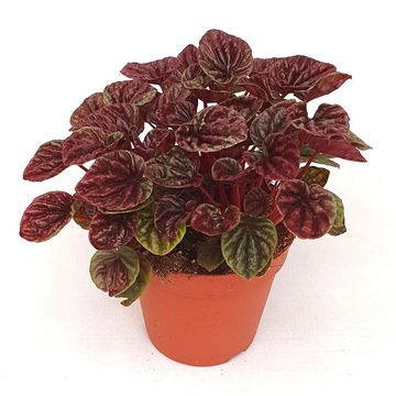 Peperomia caperata 'Red Luna'
