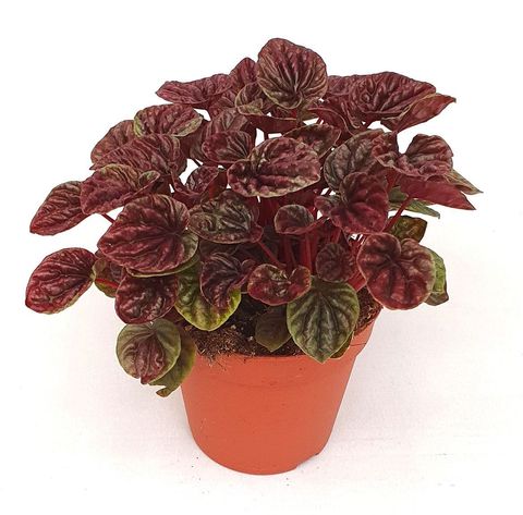 Peperomia caperata 'Red Luna'