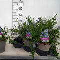 Ceanothus thyrsiflorus repens