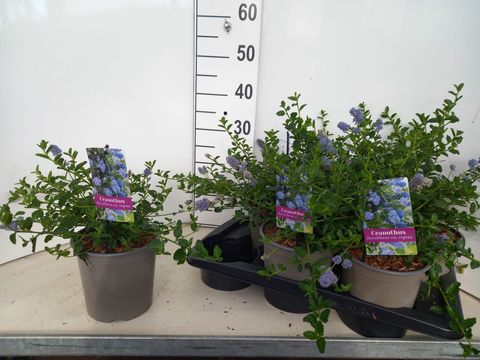 Ceanothus thyrsiflorus repens