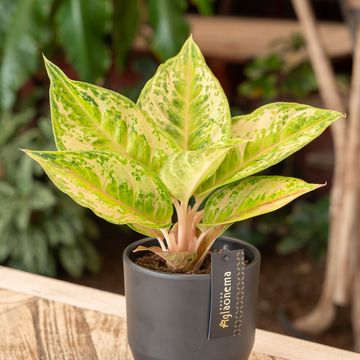 Aglaonema 'Pastella'
