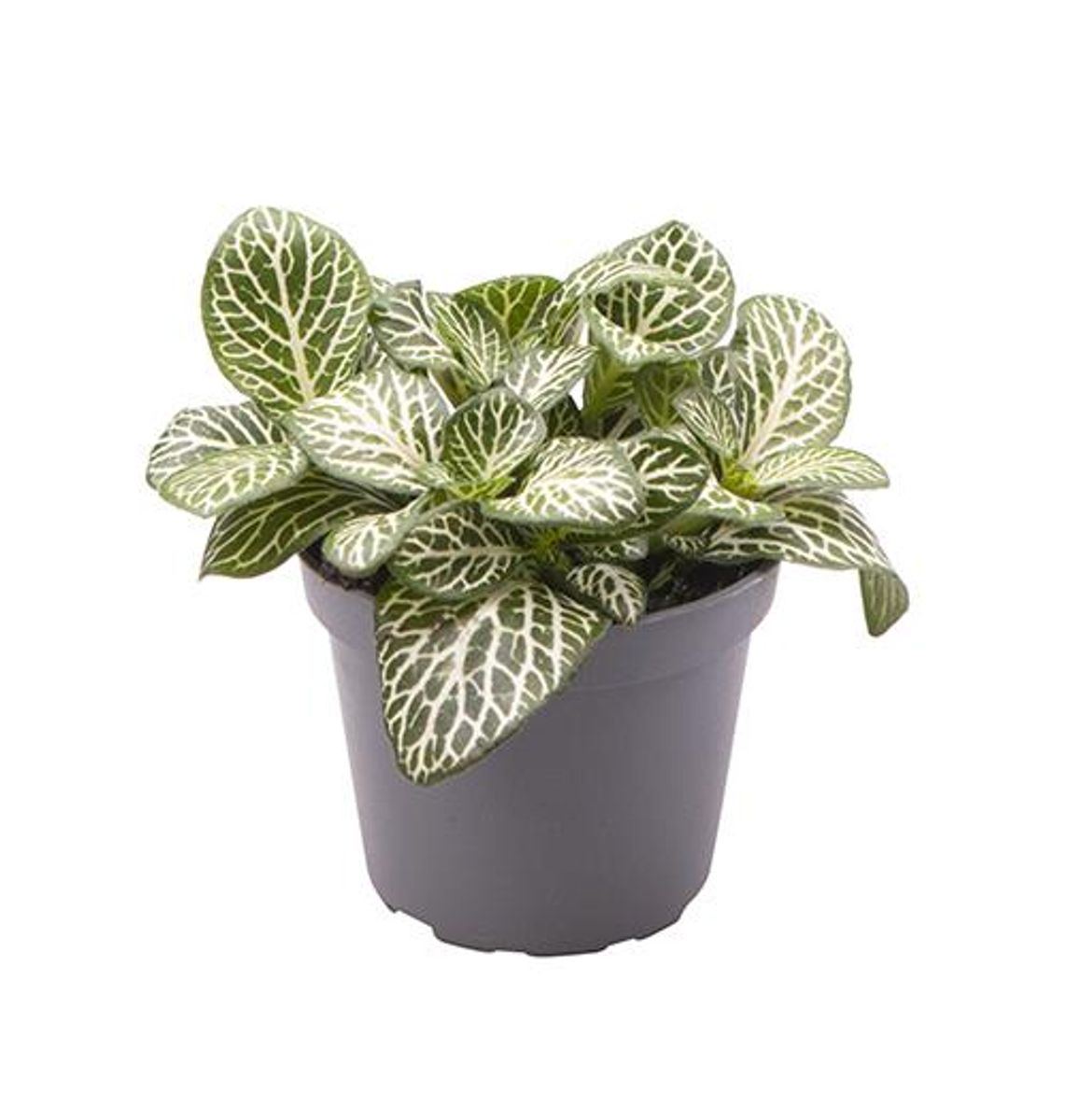 Fittonia verschaffeltii 'Mini White' — Plant Wholesale FlorAccess