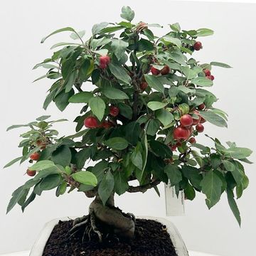 Malus domestica