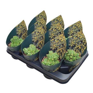 Euphorbia frankii