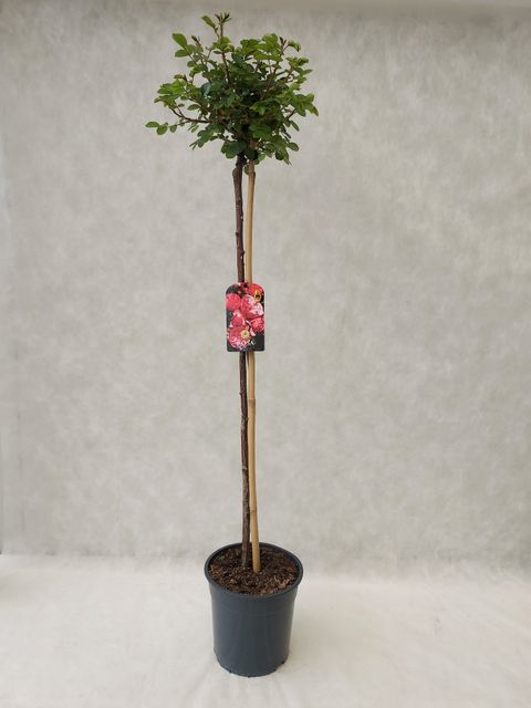 Rosa LEONARDO DA VINCI